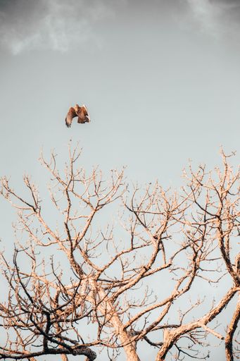 A low-angle shot of a bird flying against the gloomy sky