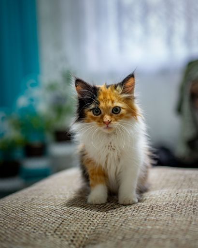A selective focus shot of an adorable three-colored baby kitten sitting on the couch