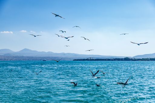 A beautiful shot of seagulls flying over a blue sea