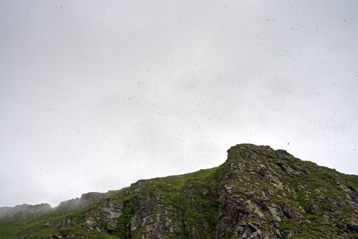 A hundreds of seabirds are flying above a small rocky island at the north of Norway, close to Gjesvaer