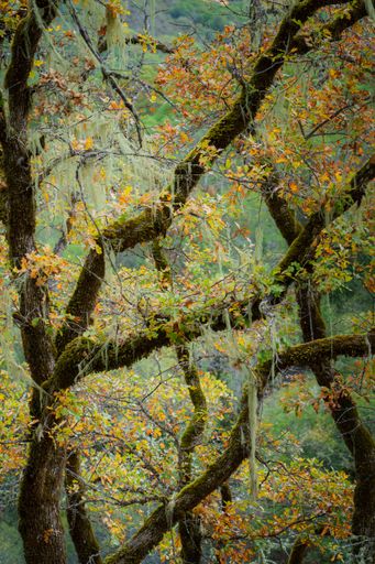 The autumn trees in Sugarloaf Regional Park, Sonoma County California
