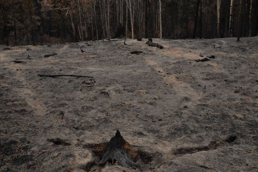 A landscape view of burnt pine trees after the wildfire. BC Summer 2021