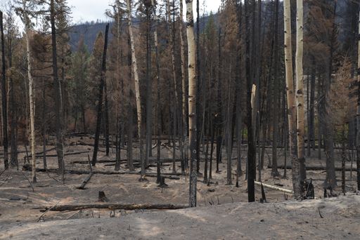 A landscape view of a burnt forest after a wildfire. BC, Summer 2021