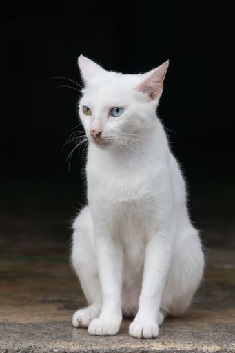 A white cat with heterochromia sits gracefully, displaying its striking blue and yellow eyes against a dark background.