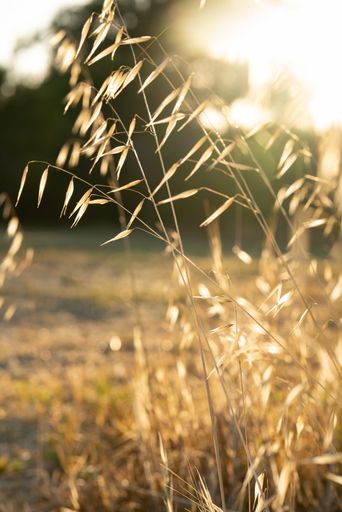 A closeup vertical shot of a thin yellow plant growing in the middle of a field