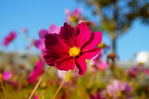 Flower of a Garden Cosmos in a sample flowering meadow in a botanical garden. Close-up with very beautiful colourful bokeh against a blue sky.