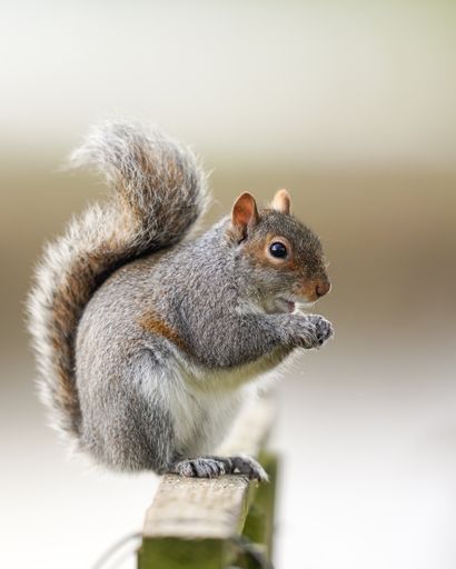 A shallow focus of a gray squirrel eating on a blurred background