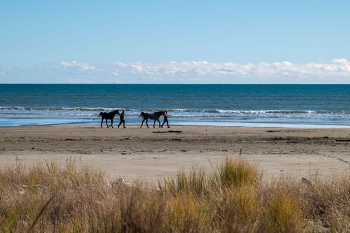 Horses being led along a serene beach under a clear blue sky with gentle waves in the background.