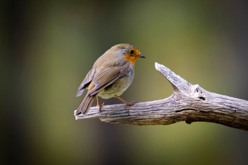 A closeup shot of a European Robin perched on an old piece of wood in the forest