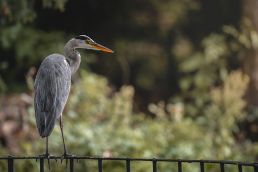 A heron perched on a fence with a blurred natural background, showcasing its elegant posture and detailed plumage.