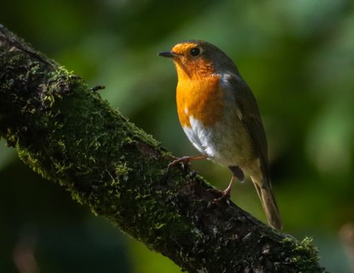 A vibrant European robin perched on a mossy branch in a lush green forest setting.