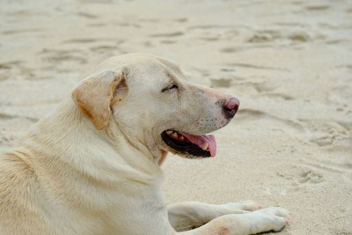 A Labrador Retriever relaxing on a sandy beach, enjoying a sunny day with its tongue out.