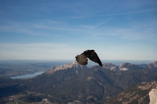 A black hawk flying over the mountains in summer