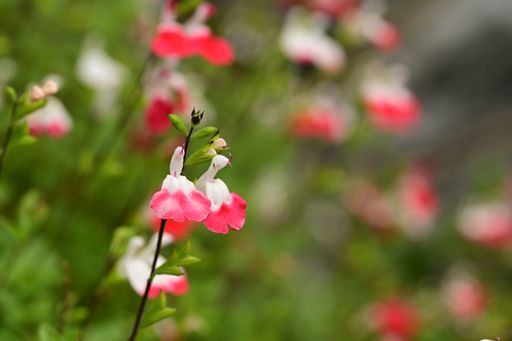 Close-up of pink and white flowers with a blurred green background, showcasing nature's delicate beauty.