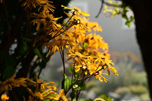 Vibrant yellow flowers basking in sunlight, surrounded by lush greenery, creating a serene and natural atmosphere.