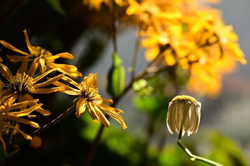 Close-up of yellow flowers in sunlight with a blurred background, showcasing nature's beauty.