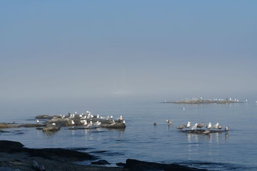 Seagulls perched on rocks by a misty sea under a clear blue sky, creating a tranquil coastal scene.