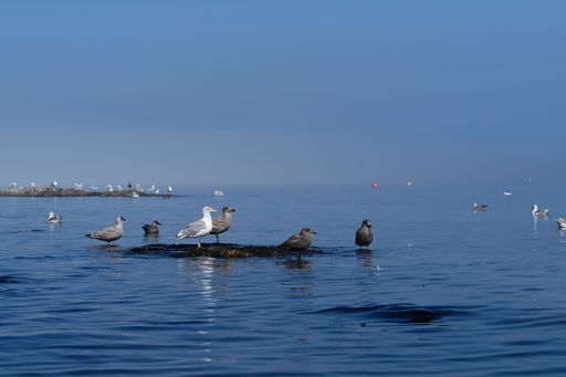Seagulls rest on rocks in a serene blue sea under a clear sky, creating a peaceful coastal scene.