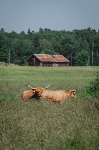 A vertical shot of two highland cattles in the field on the farm