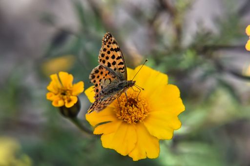 A selective focus of a pearl butterfly on a yellow flower in the blurred garden background