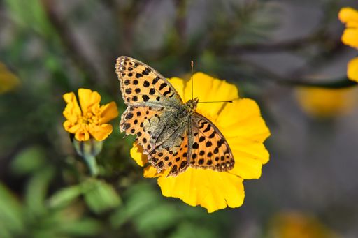 A selective focus of a pearl butterfly on a yellow flower in the blurred garden background