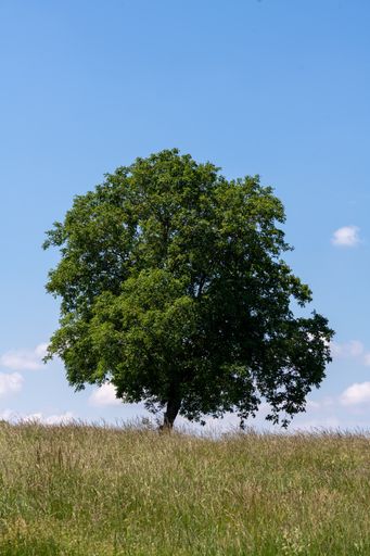 A vertical shot of a lone tree in the field against a cloudy sky