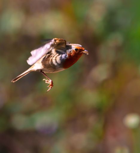 A vibrant image of a robin in mid-flight with blurred green background, showcasing its red breast and wings in motion.