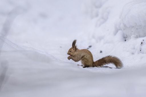 A squirrel foraging in a snowy landscape, showcasing its fluffy tail and winter coat, surrounded by pristine white snow.