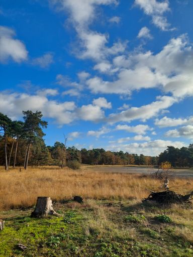 A vertical shot of an autumn countryside landscape under the cloudy sky