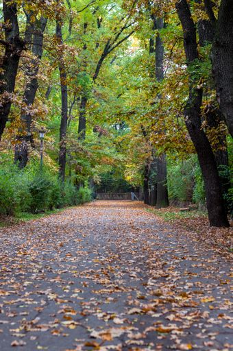 A vertical shot of a pathway surrounded by trees and dried leaves in autumn