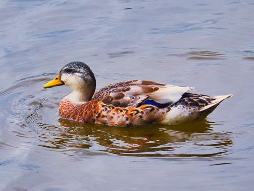 A colorful duck swimming gracefully on a calm water surface, showcasing its vibrant plumage.
