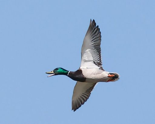 A mallard duck in flight against a clear blue sky, showcasing its vibrant plumage and graceful wingspan.