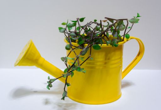 A plant in a yellow watering can flowerpot isolated on a white background
