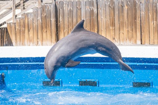 A mesmerizing view of a beautiful dolphin jumping in the pool water