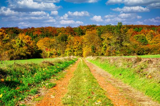 A Beautiful autumn scene of the park and colorful fallen leaves