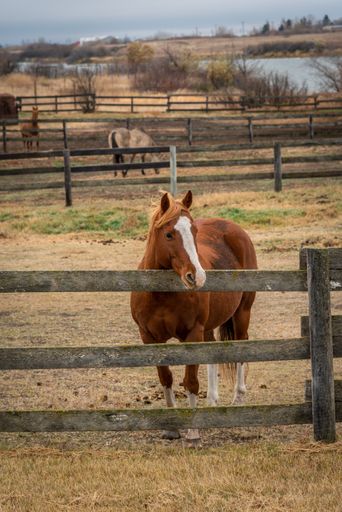 A vertical shot of a brown horse on the farm