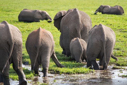 A herd of elephants walking through a wet field