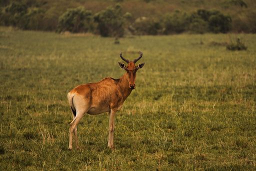 A selective focus shot of a kongoni (alcelaphus buselaphus) in the green field