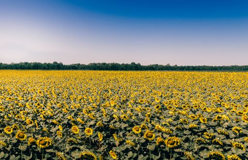 A beautiful view of a sunflowers huge field with the forest and the blue sky in the background