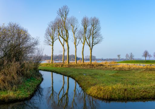 Reflection of 6 trees near in the polder near Utrecht (NL) on a sunny day in December