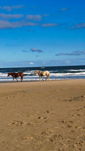 The horses by the beach