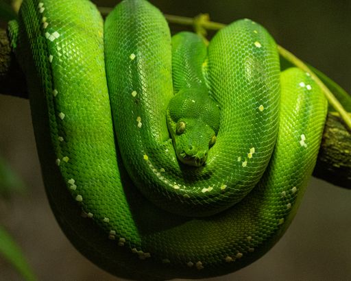 A beautiful shot of a Green tree python
