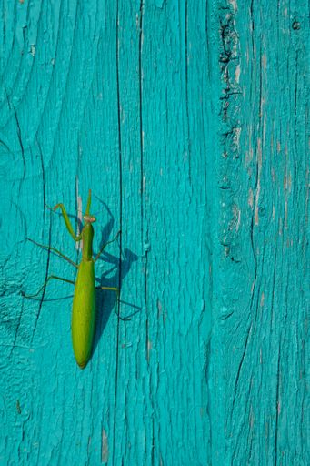 Green praying mantis on a turquoise wooden surface with cracks and peeling paint. The contrast enhances its camouflage effect.