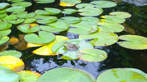 A frog on a lily pad, Washington State