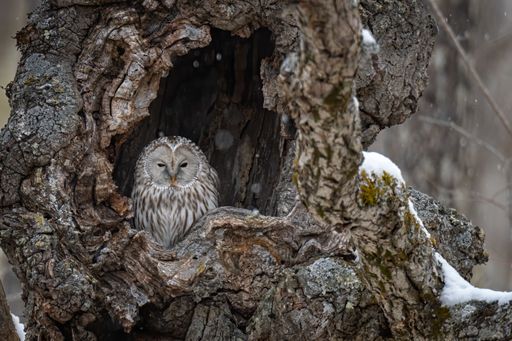 A beautiful shot of a great gray Ural owl resting in a tree hole in Hokkaido, Japan