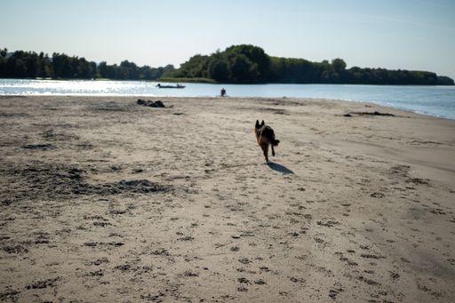 A German shepherd dog running on the beach sand