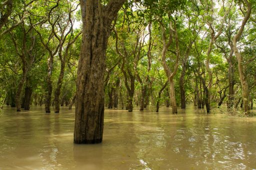 The floating forest of trees flooded with water in Tonle Sap lake, near Kampong Phluk floating village in Cambodia, SE Asia.