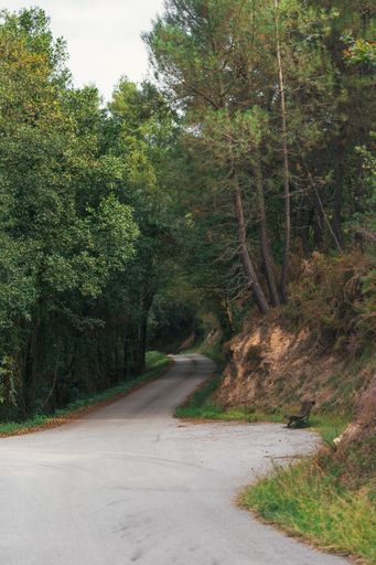 A vertical shot of the road passing through the forest.