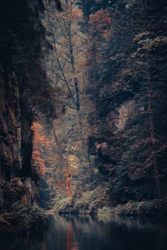A vertical shot of a lake in a forest on a foggy autumn day