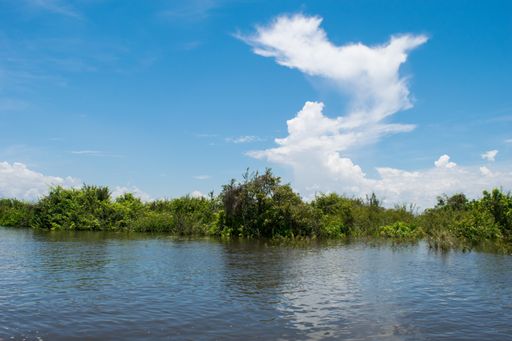 Natural landscape vegetation, as seen from the boat on the way to Kampong Phluk floating village. Tonle Sap River and Lake, Siem Reap, Cambodia, Asia